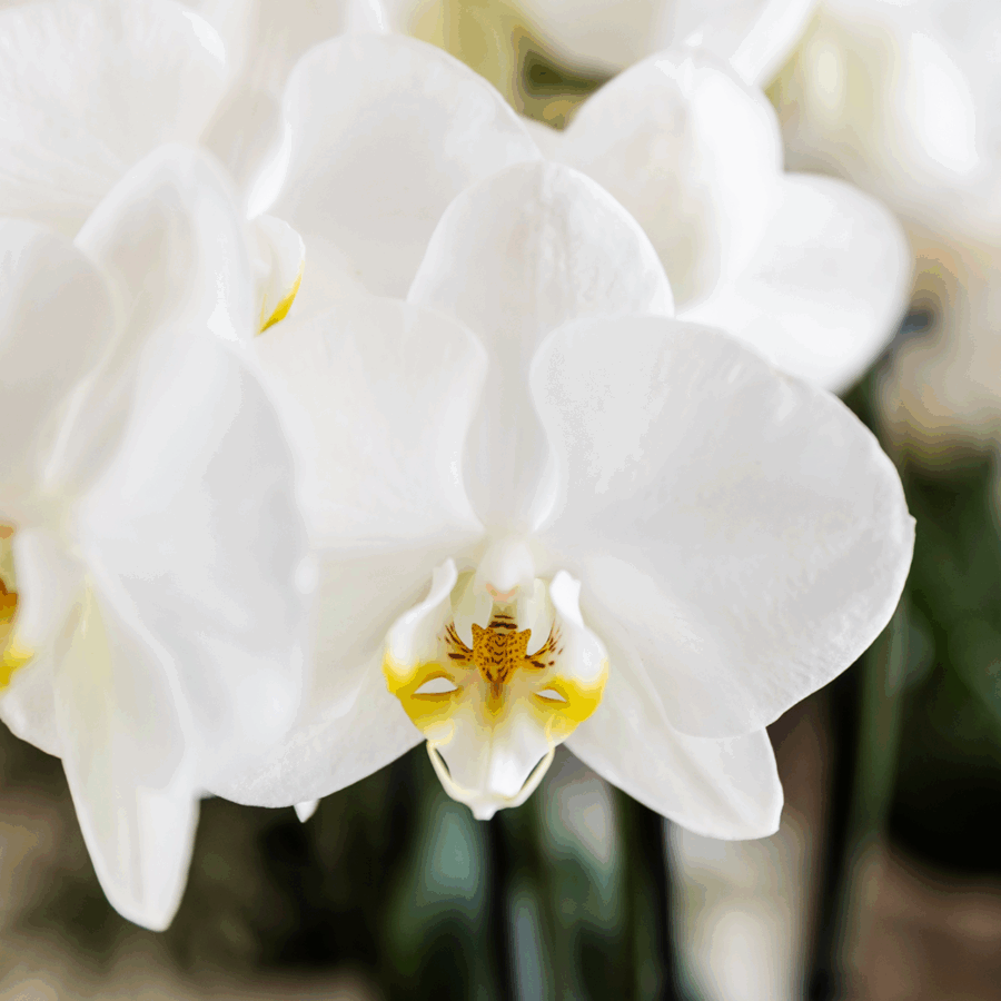 Kolibri Orchids | Weißes Orchideenset in Como-Schale inkl. Wasserreservoir | Drei Weiße Ghent-Orchideen 12cm | Mono-Bouquet Weiß mit Selbstbewässerungssystem – Bild 3