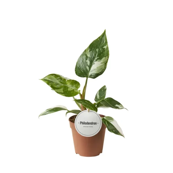 Philodendron White Princess - Ø12cm - ↨30cm