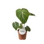 Philodendron Gloriosum Dark Form - Ø12cm - ↨25cm