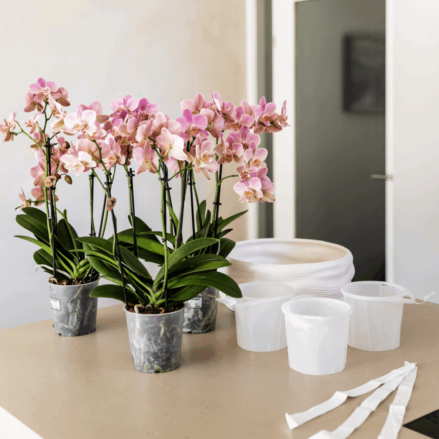 Kolibri Orchids | Weißes Orchideenset in Como-Schale inkl. Wasserreservoir | Drei Weiße Ghent-Orchideen 12cm | Mono-Bouquet Weiß mit Selbstbewässerungssystem – Bild 4
