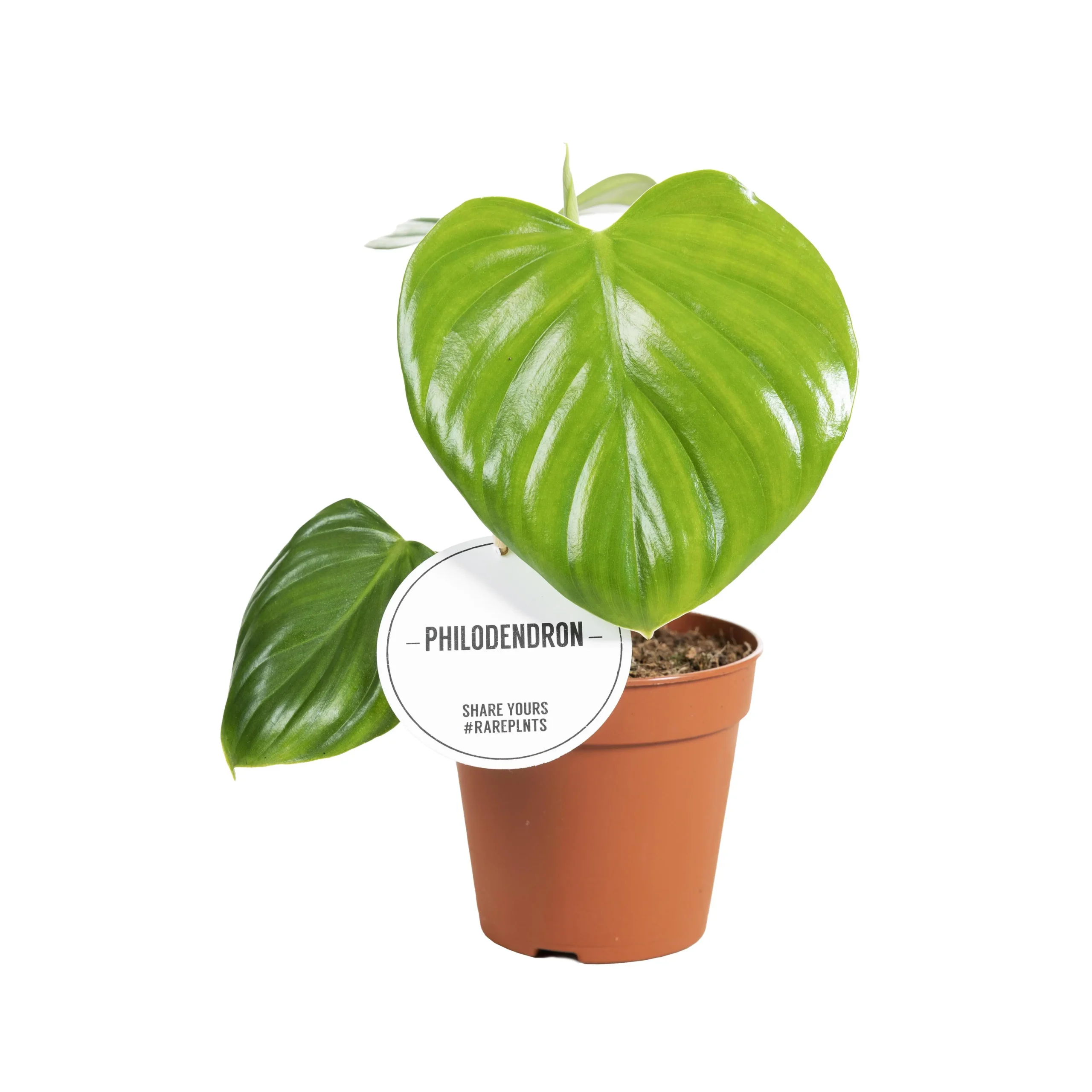 Philodendron Pittieri - Ø12cm - ↨30cm