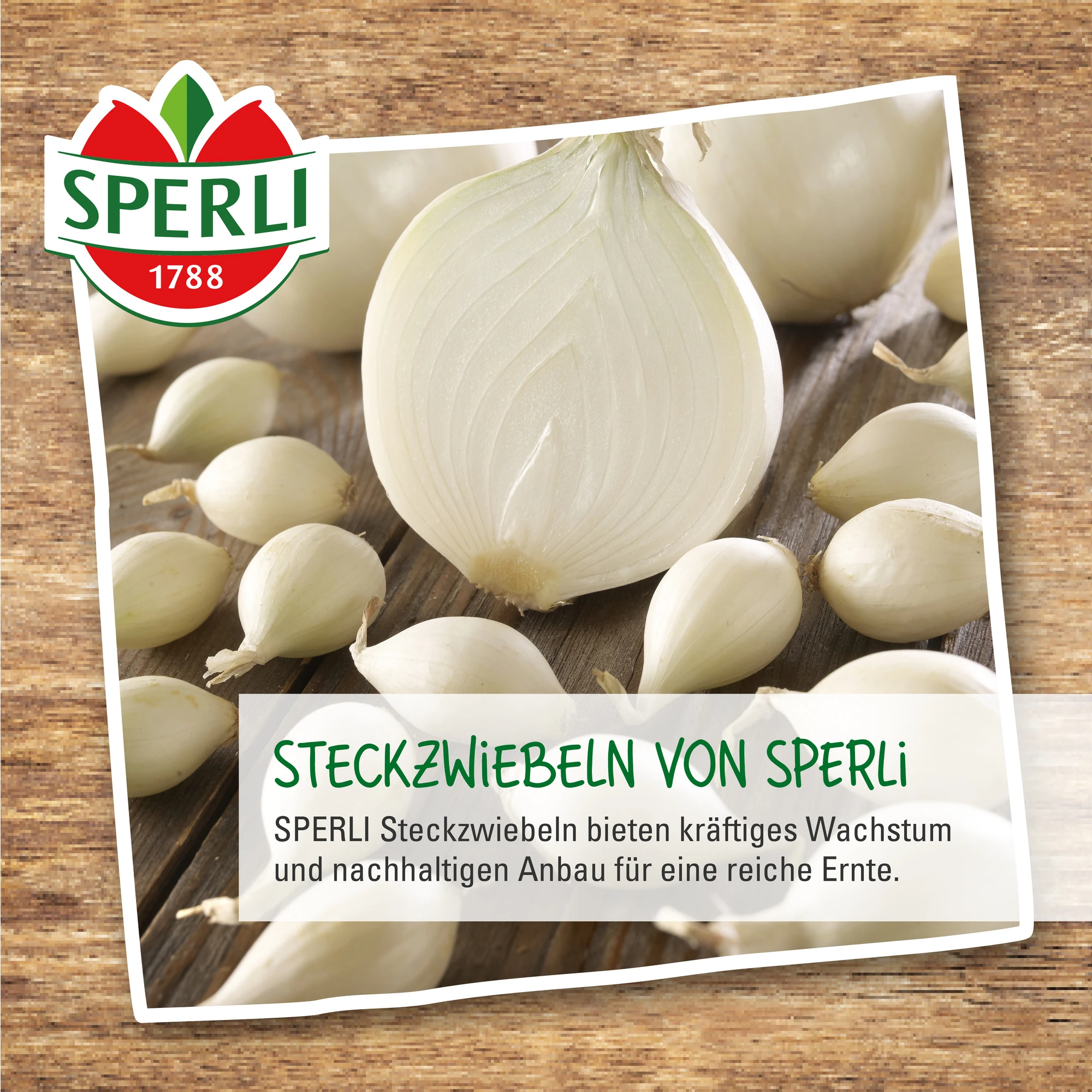 Weiße Wintersteckzwiebel Snowball 3 Weiße Wintersteckzwiebel Snowball - Flyer