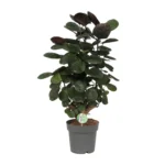 Polyscias Scutellaria Fabian - Ø19cm - ↨60cm