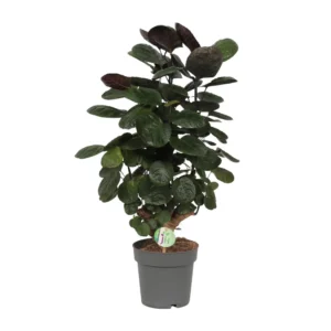 Polyscias Scutellaria Fabian - Ø19cm - ↨60cm