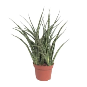 Sansevieria Fernwood Punk - Ø12cm - ↨35cm