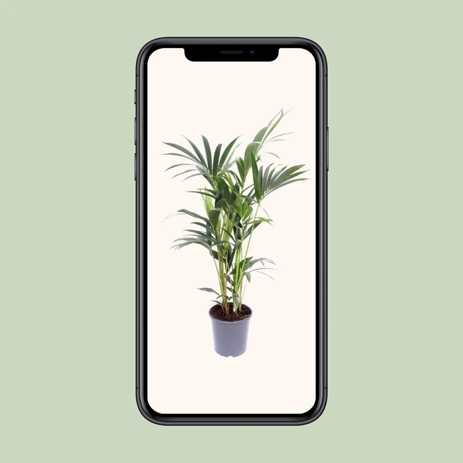 Howea Forsteriana - Ø17cm - ↨75cm 4 Howea Forsteriana - Ø17cm - H75cm