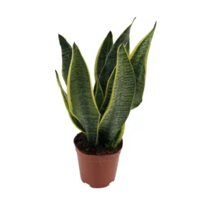 Sansevieria Superba - Ø12cm - ↨40cm