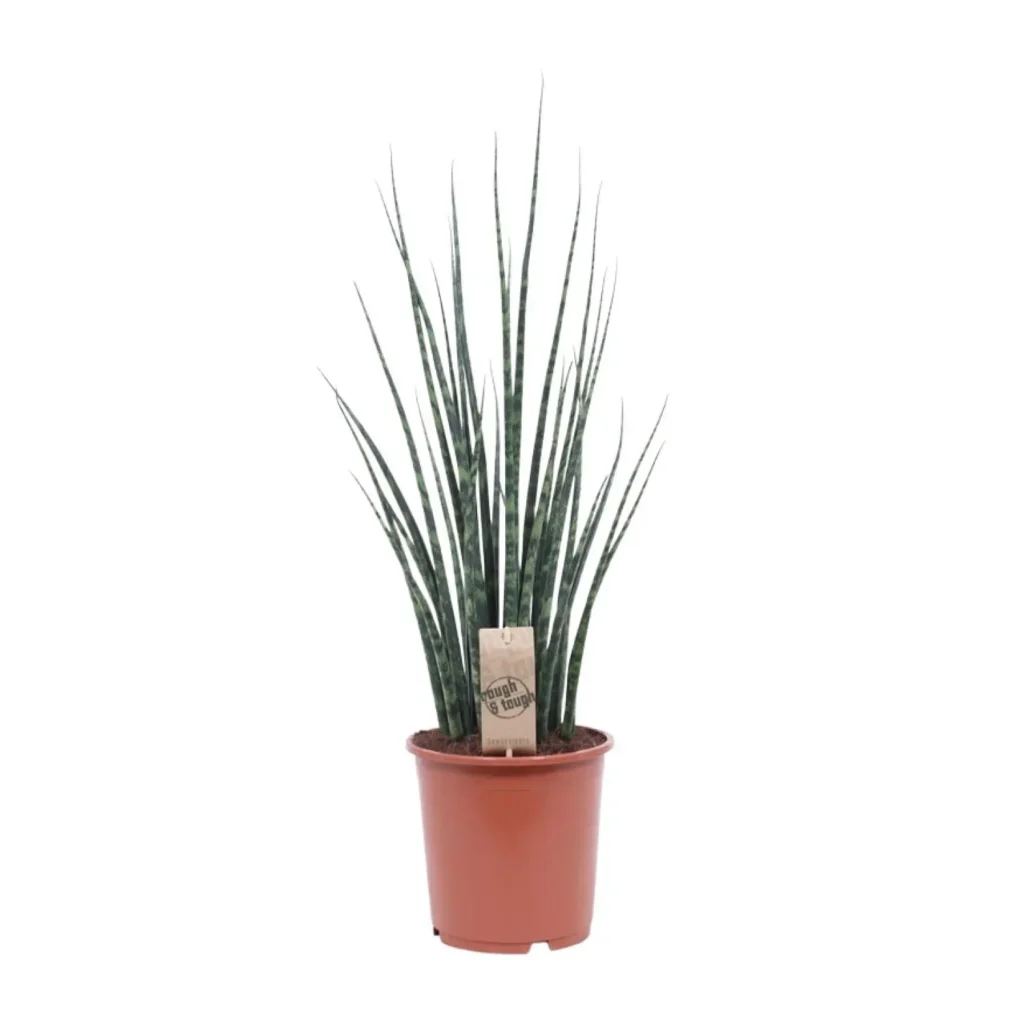 Sansevieria Fernwood Mikado - Ø19cm - H80cm