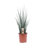 Sansevieria Fernwood Mikado - Ø19cm - ↨80cm