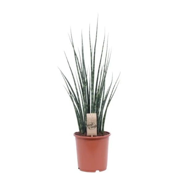 Sansevieria Fernwood Mikado - Ø19cm - H80cm