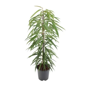Ficus Binnendijkii Alii - Ø21cm - ↨80cm