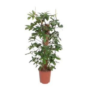 Philodendron Pedatum - Ø27cm - ↨130cm
