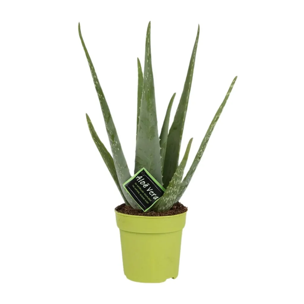 Aloe Vera - Ø12cm - ↨45cm 16 Aloe Vera - Ø12cm - H45cm