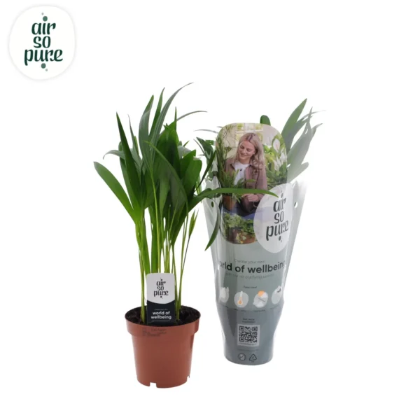 Goldfruchtpalme Dypsis Lutescens - Ø12cm - H40cm