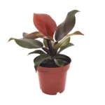 Philodendron Imperial Red - Ø12cm - ↨25cm