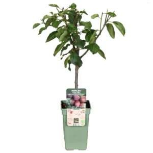 Zwetschgenbaum Prunus Domestica Reine Victoria Pflaume - Ø19cm - ↕70cm