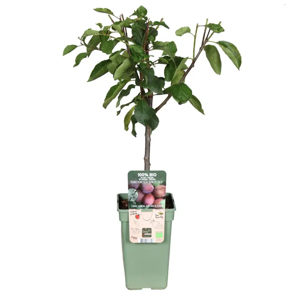Zwetschgenbaum Prunus Domestica Reine Victoria Pflaume - Ø19cm - H70cm