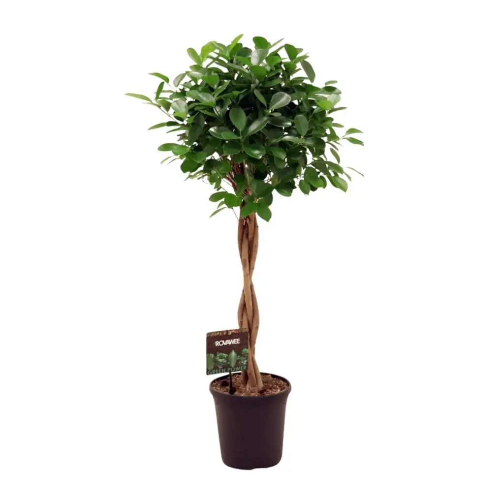 Feigenbaum Micr. Moclame - Ø23cm - H110cm