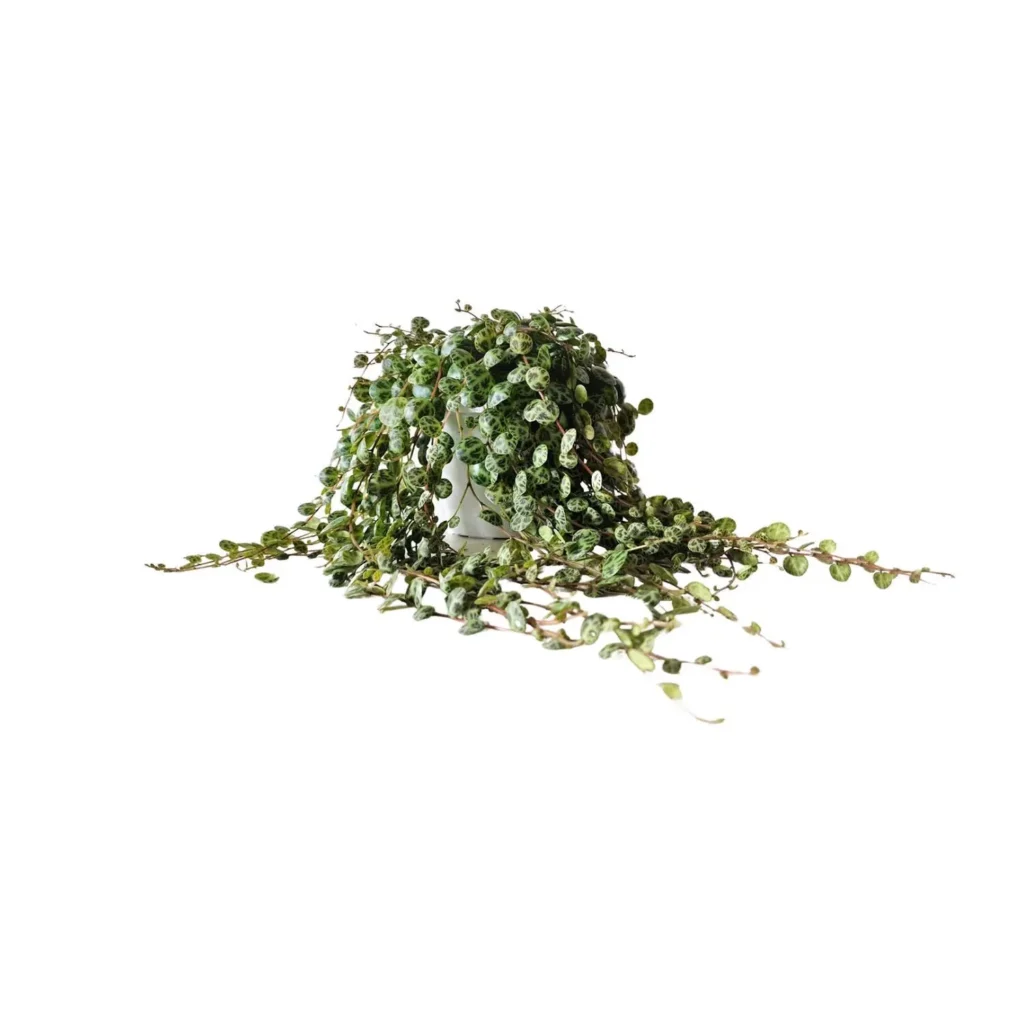 Peperomia Prostrata - Ø11cm - H15cm