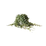 Peperomia Prostrata - Ø11cm - ↨15cm