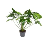 Philodendron Green Wonder - Ø24cm - ↨100cm