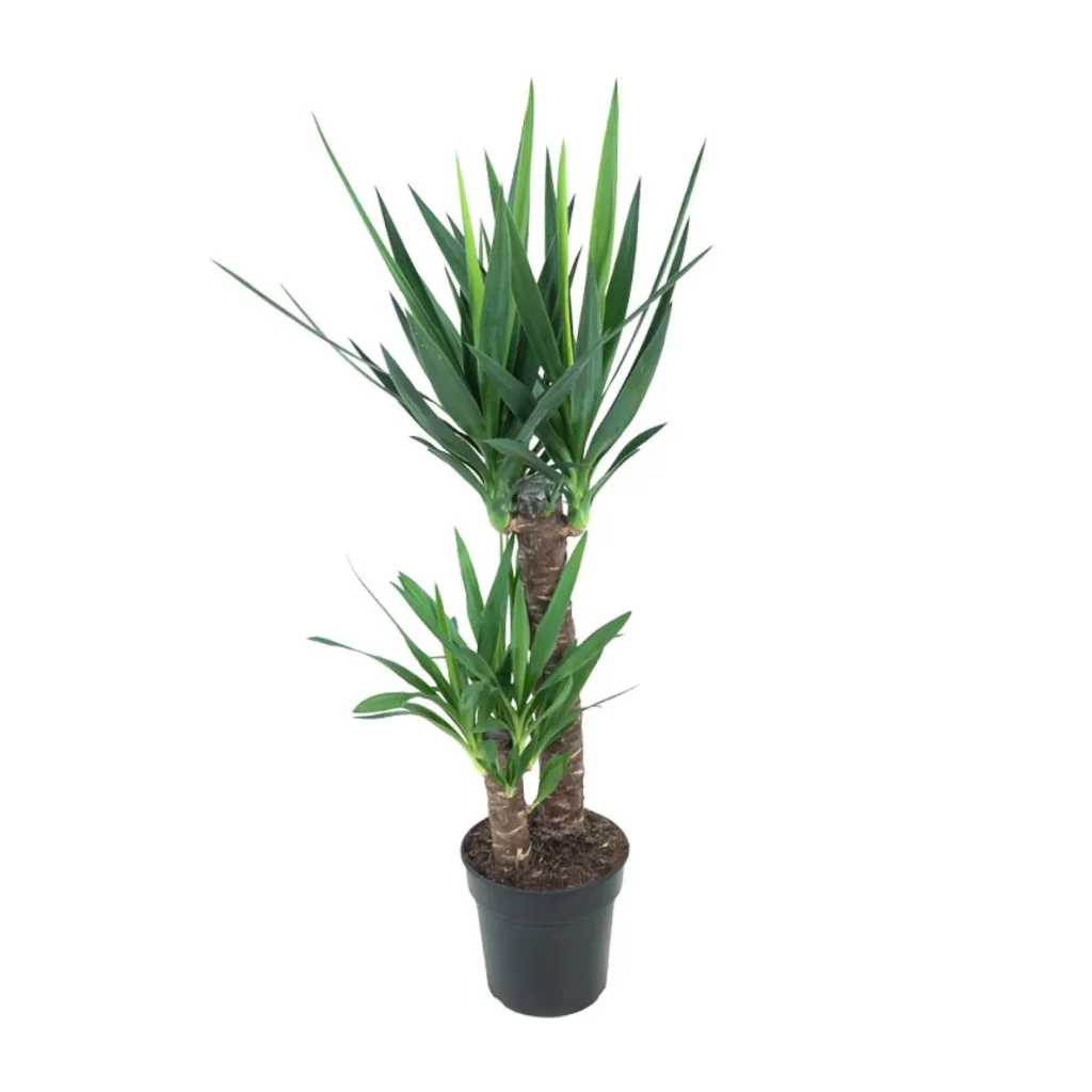 Yucca Elephantipes - Ø21cm - H100cm