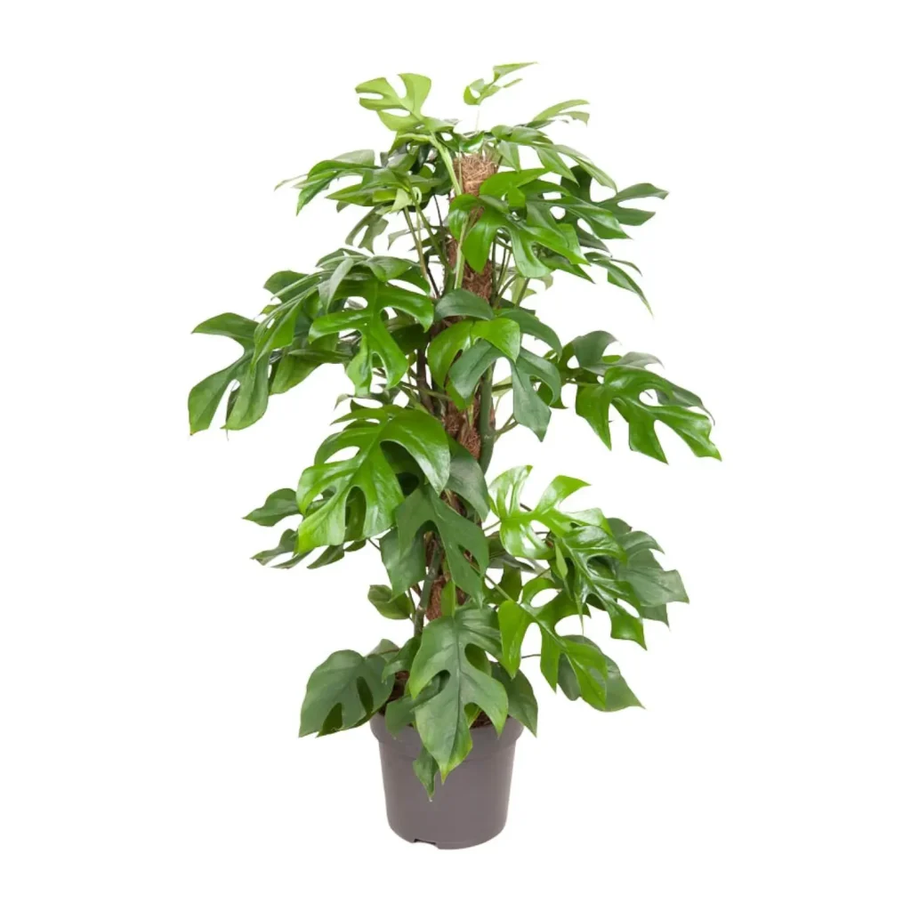 Fensterblatt Monstera Minima - Ø19cm - H80cm