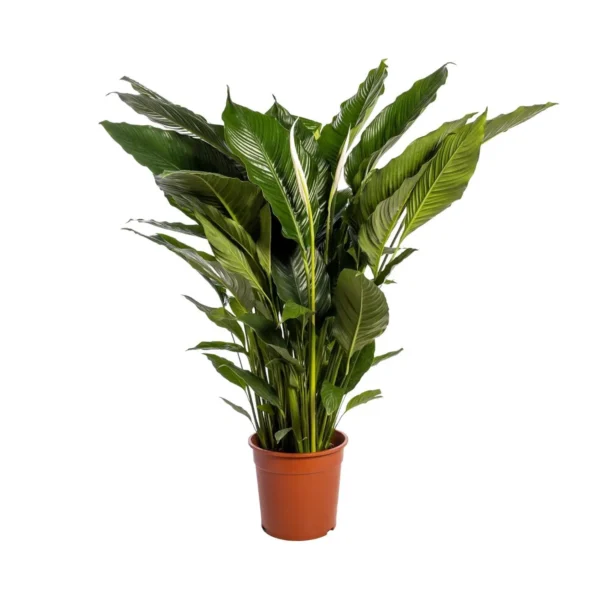 Spathiphyllum Sweet Sebastiano - Ø24cm - H110cm