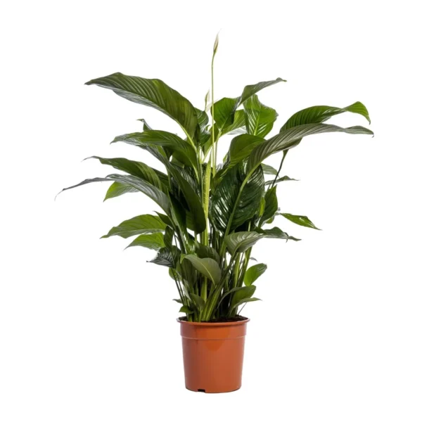 Spathiphyllum Bellini - Ø24cm - H100cm