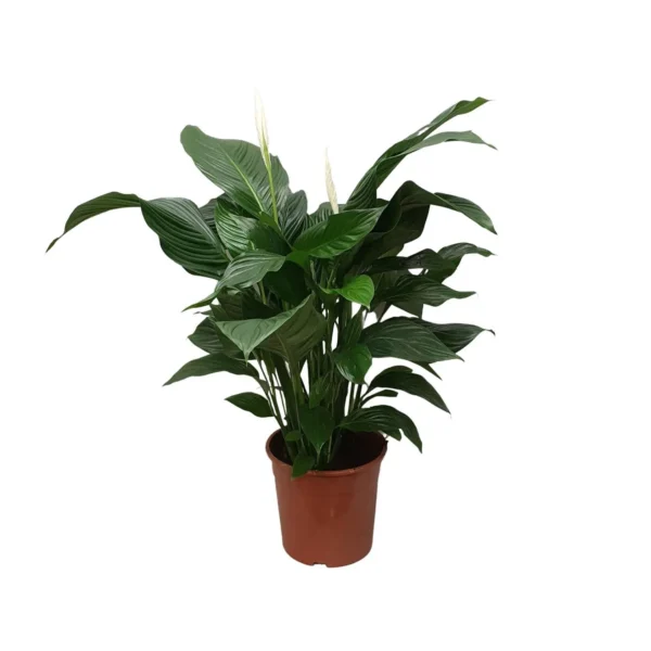 Spathiphyllum Sweet Silvana - Ø24cm - H80cm