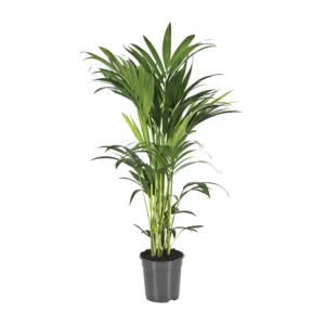 Howea Forsteriana - Ø21cm - ↨100cm