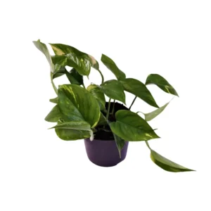 Scindapsus (Epipremnum) Aureum - Ø12cm - ↨25cm