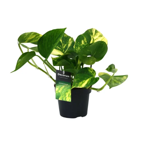 PROMO - Scindapsus (Epipremnum) Aureum - Ø12cm - H25cm