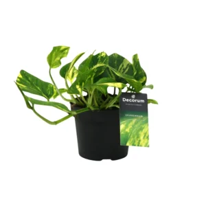 Scindapsus (Epipremnum) N'joy Gold - Ø12cm - ↨25cm
