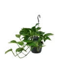 Scindapsus (Epipremnum) - Ø15cm - ↨45cm