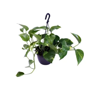 Scindapsus Pictus Trebie - Ø15cm - ↨30cm