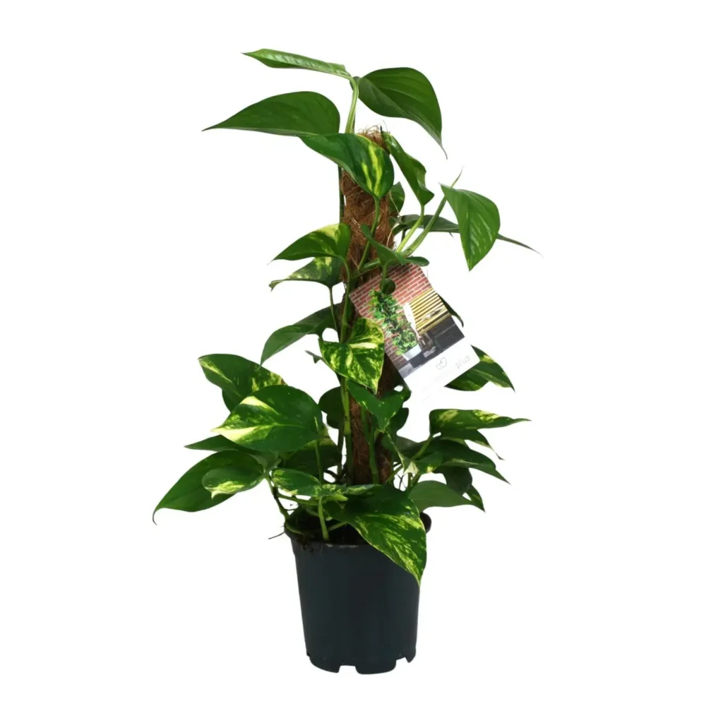 Scindapsus Epipremnum - Ø15cm - H50cm
