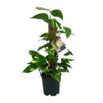 Scindapsus Epipremnum - Ø15cm - ↨50cm