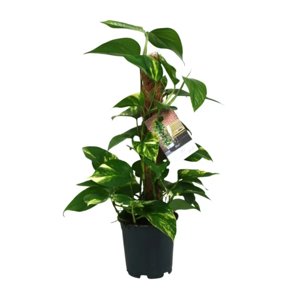 Scindapsus Epipremnum - Ø15cm - H50cm