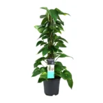 Scindapsus (Epipremnum) - Ø19cm - ↨80cm