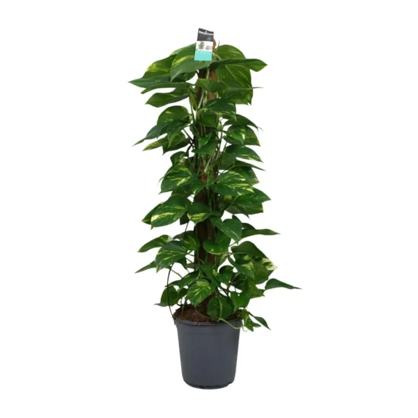 Scindapsus (Epipremnum) - Ø24cm - H120cm