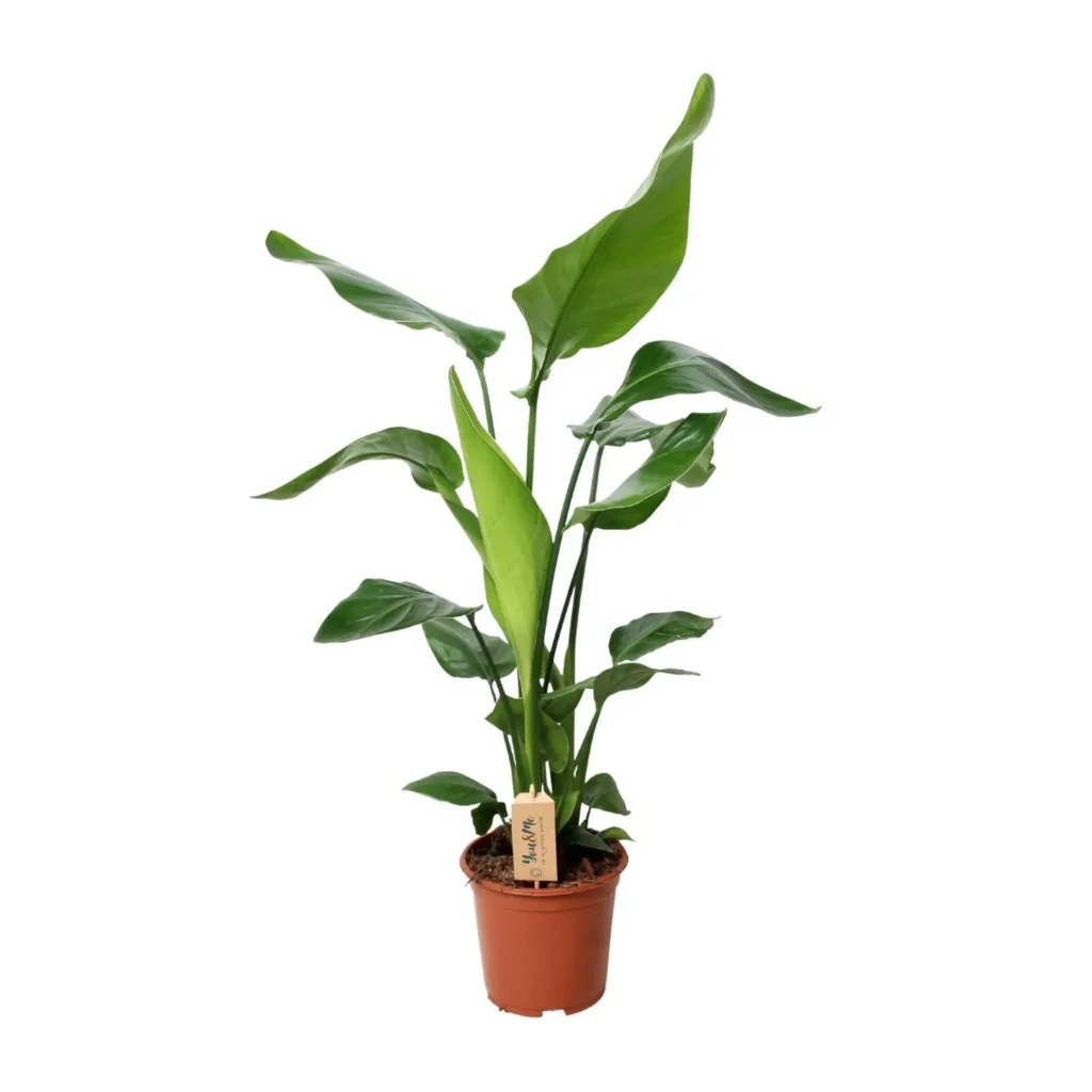PROMO - Strelitzia Nicolai - Ø19cm - H90cm