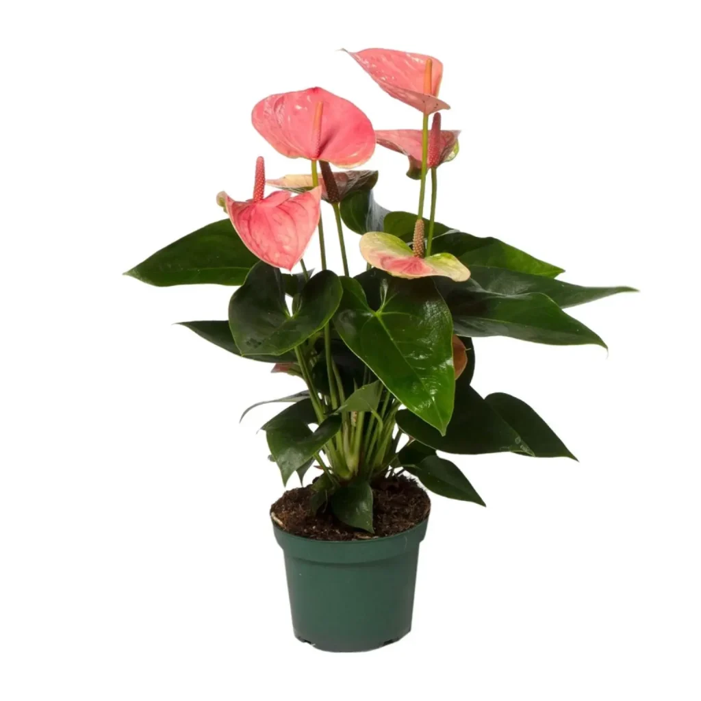 Flamingoblume Anthurium Sweet Dream - Ø12cm - H35cm