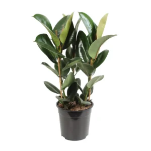 Feigenbaum Elastica Robusta - Ø27cm - ↨85cm