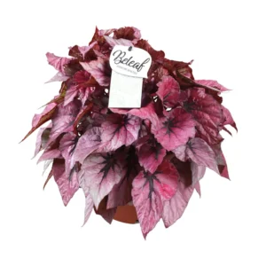 Begonie Beleaf Indian Summer - Ø17cm - ↨32cm