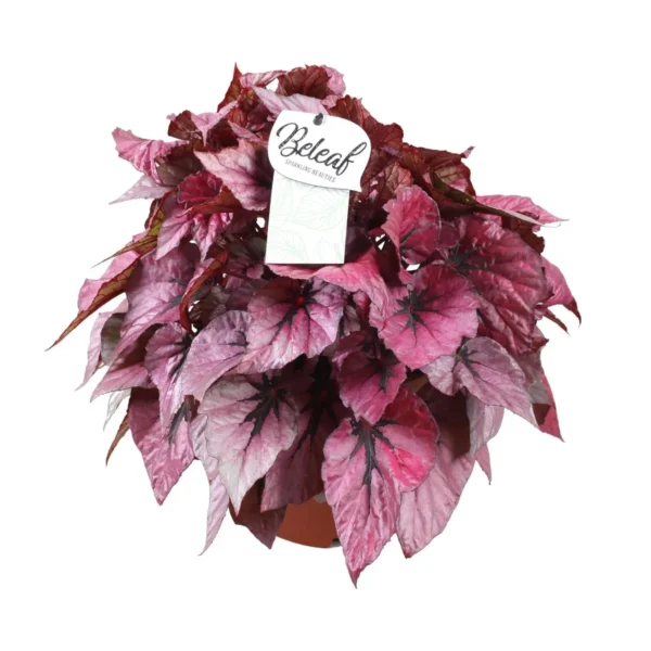 Begonie Beleaf Indian Summer - Ø17cm - H32cm