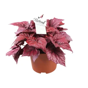 Begonie Beleaf Inca Flame - Ø17cm - ↨32cm
