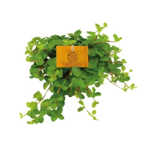 Peperomia Rotundifolia - Ø11cm - ↨15cm