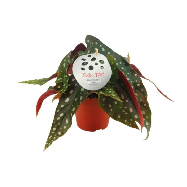 Begonie Maculata - Ø12cm  H20