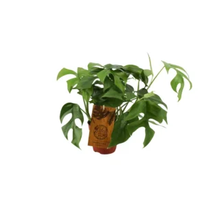 Fensterblatt Monstera Minima - Ø12cm - ↨30cm